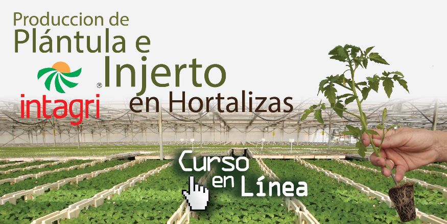 plantula e injerto