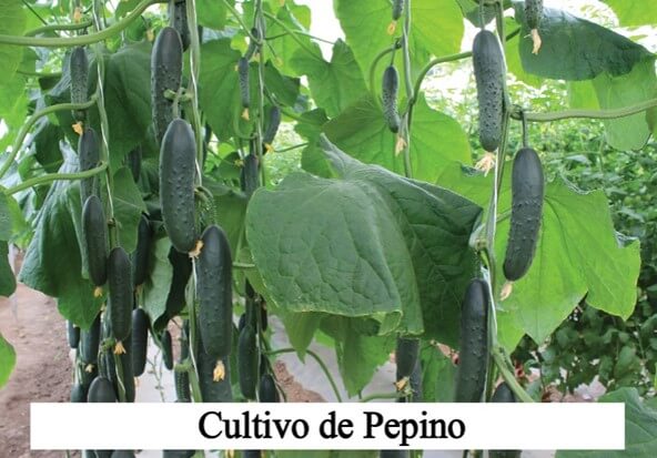 cultivo de pepinos