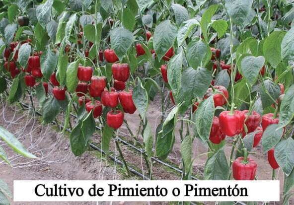 Cultivo de pimiento