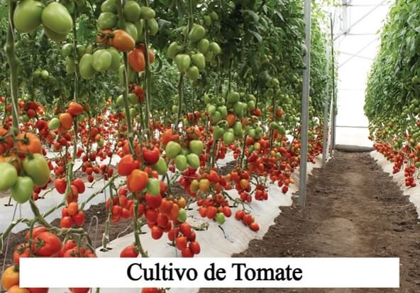 Cultivo de Tomate