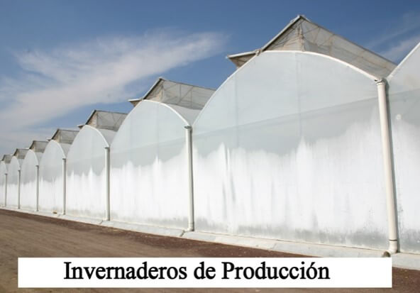 Invernaderos de produccion