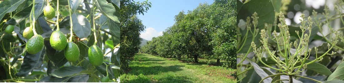 Visita Michoacán la zona de mayor producción de Aguacate