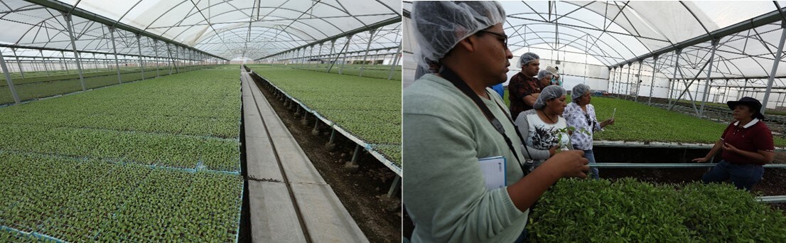 Visita técnica “Invernaderos Tolentino; Expertos en la Produccion de Plántula (plantines) de Hortalizas