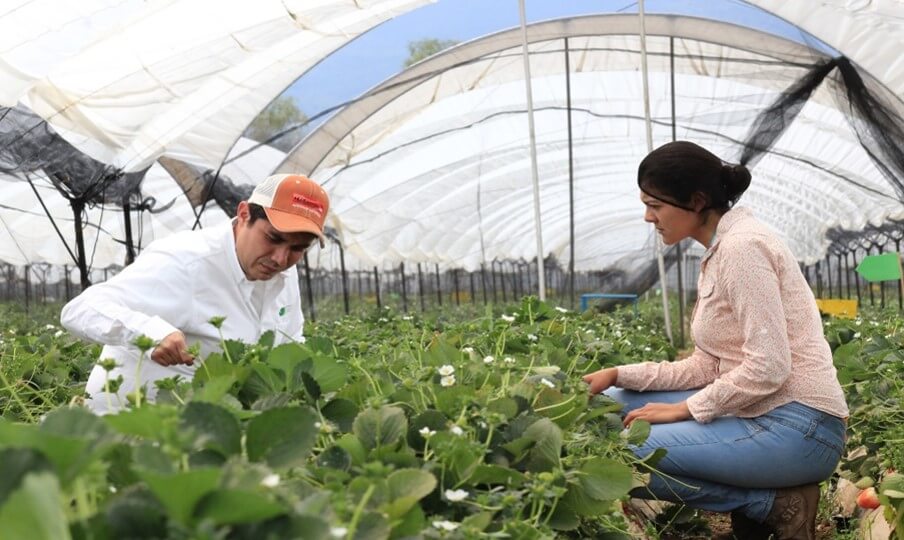 Visita Michoacán la zona de mayor producción de Berries