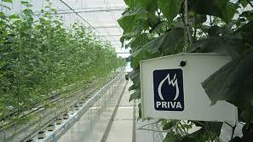 Recorrido Agricultura e Invernadero HiTech “PRIVA”