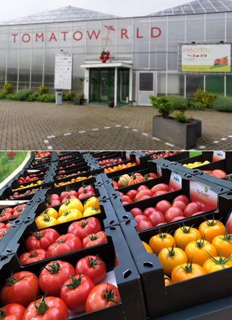 Stichting Tomato World