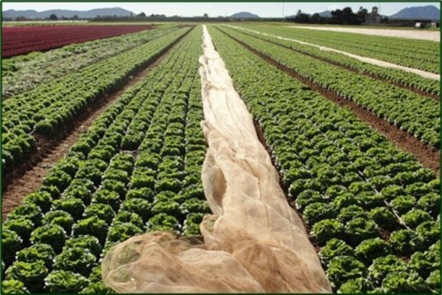 Hortalizas de hoja de especialidad producidas