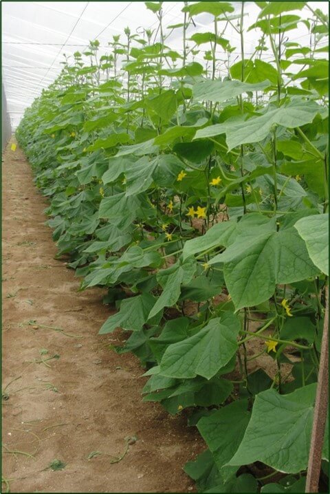 Cultivo de pepino en un invernadero