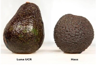 Aguacate-hass