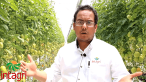 Jesús Arévalo Zarco en invernadero de tomates